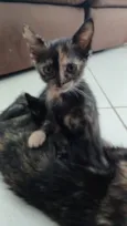 Simba