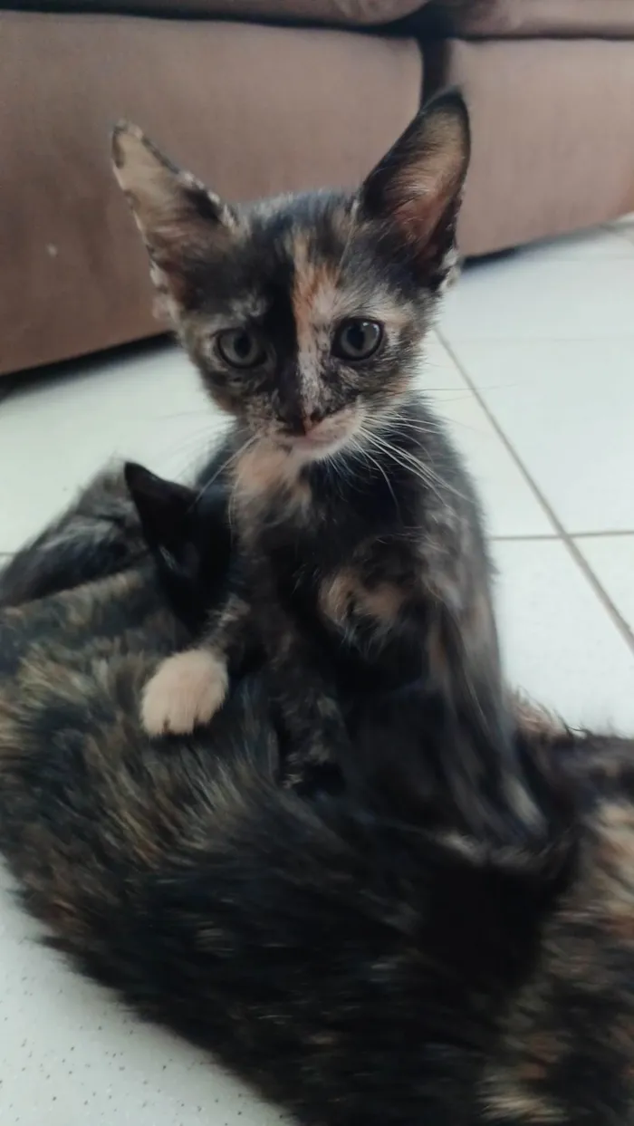 Gato ra a SRD-ViraLata idade Abaixo de 2 meses nome Simba