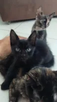 Simba