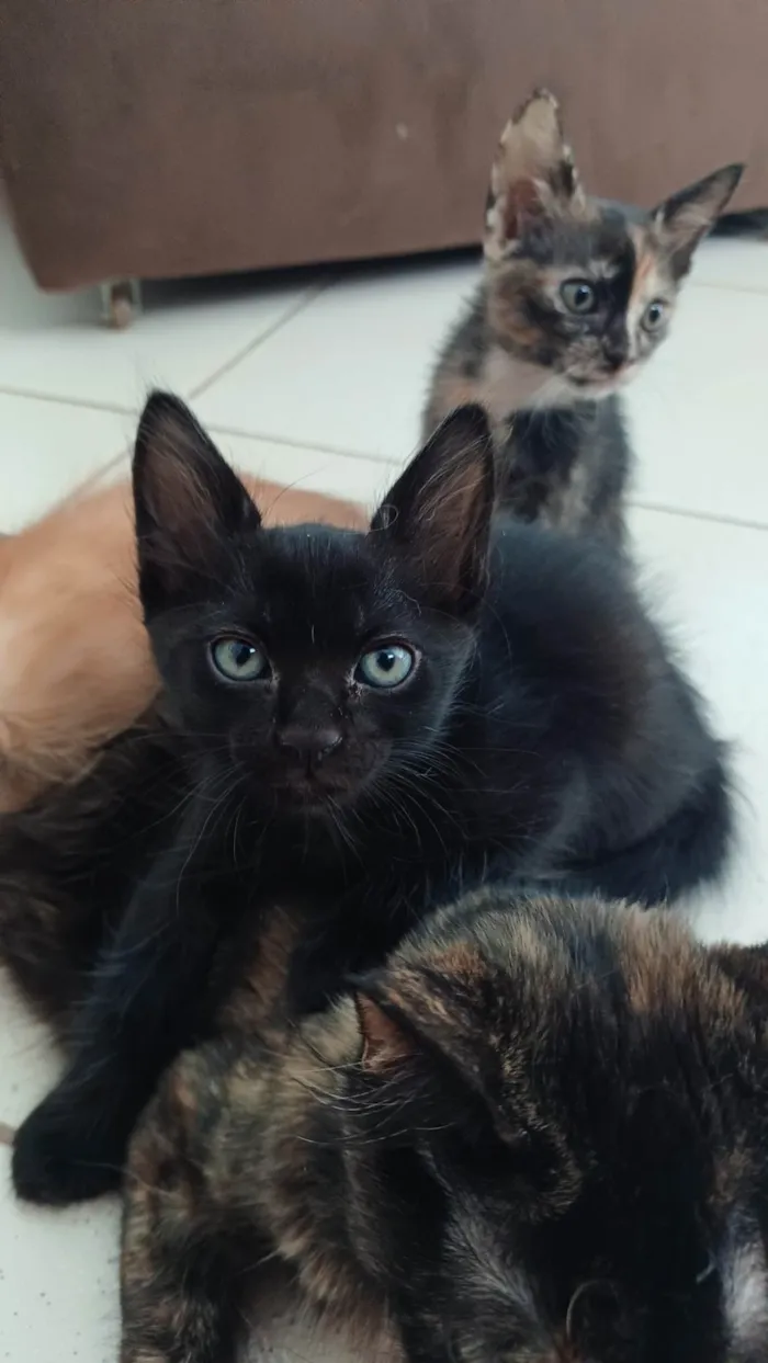 Gato ra a SRD-ViraLata idade Abaixo de 2 meses nome Simba
