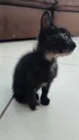 Simba