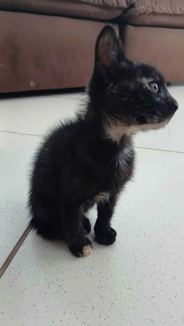 Gato ra a SRD-ViraLata idade Abaixo de 2 meses nome Simba