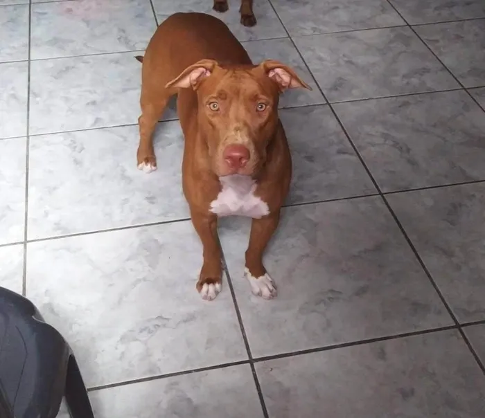 Cachorro ra a Pit-Bull idade 5 anos nome Leona