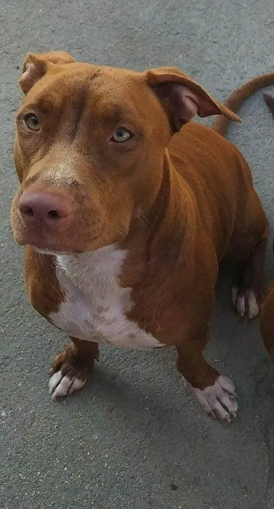 Cachorro ra a Pit-Bull idade 5 anos nome Leona