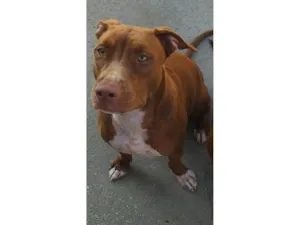 Cachorro raça Pit-Bull idade 5 anos nome Leona