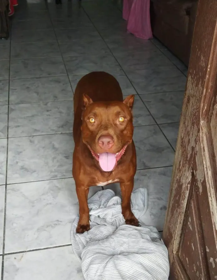 Cachorro ra a Pit-Bull idade 6 ou mais anos nome Zayla