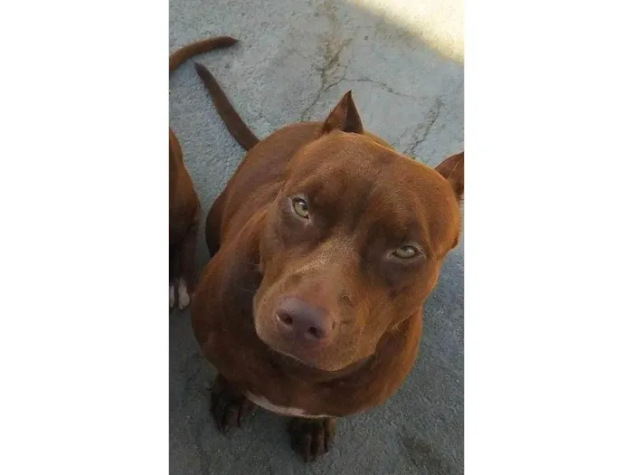 Cachorro ra a Pit-Bull idade 6 ou mais anos nome Zayla