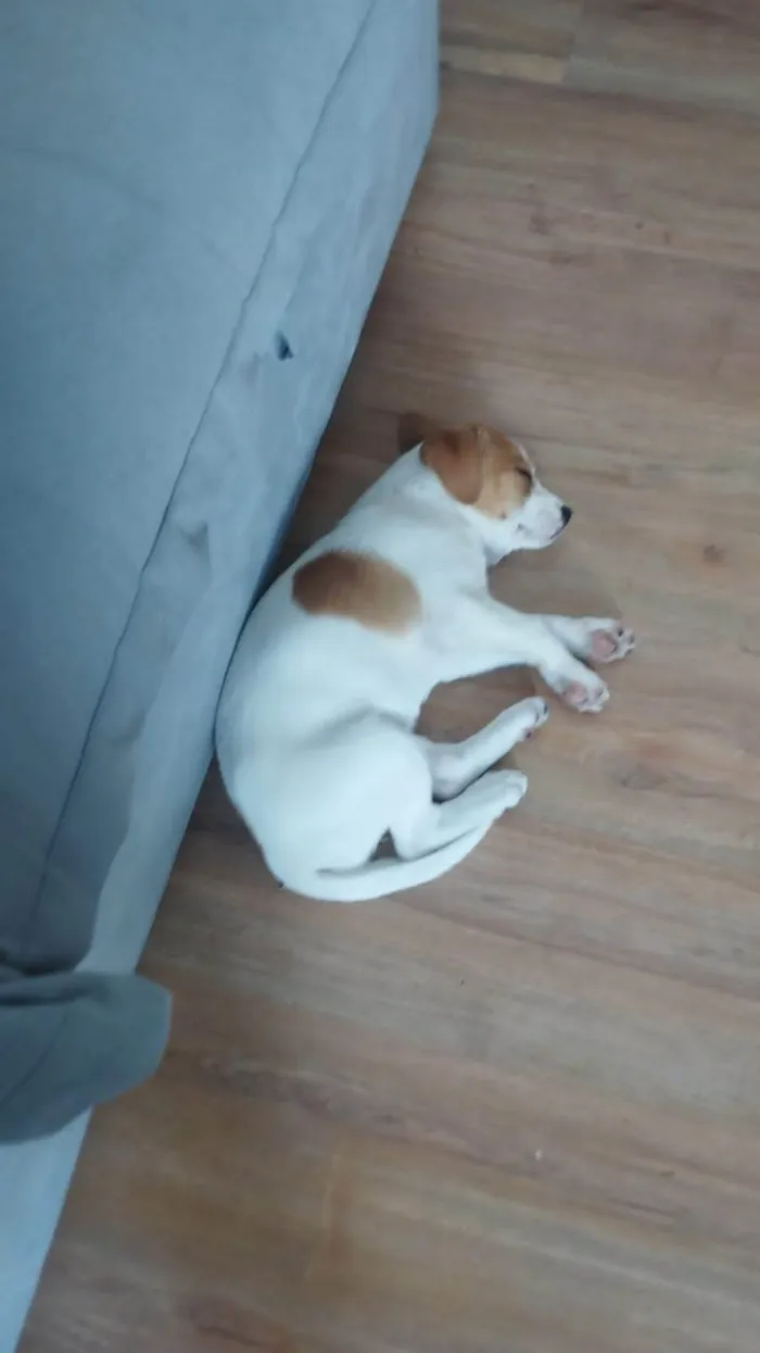 Cachorro ra a SRD-ViraLata idade 7 a 11 meses nome Ana Clara de Souza Franco Lopes