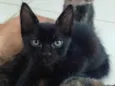 Simba