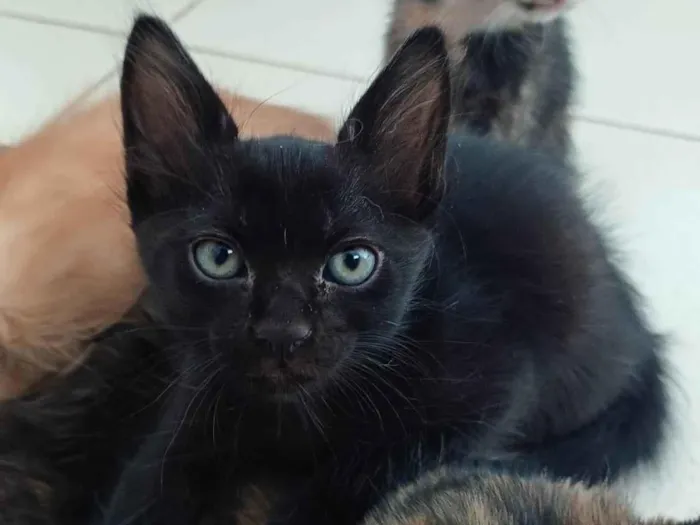 Gato ra a SRD-ViraLata idade Abaixo de 2 meses nome Simba