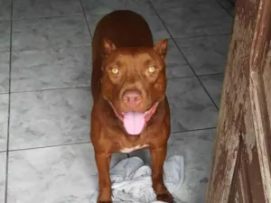 Cachorro raça Pit-Bull idade 6 ou mais anos nome Zayla