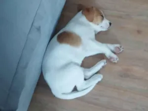 Cachorro raça SRD-ViraLata idade 7 a 11 meses nome Ana Clara de Souza Franco Lopes