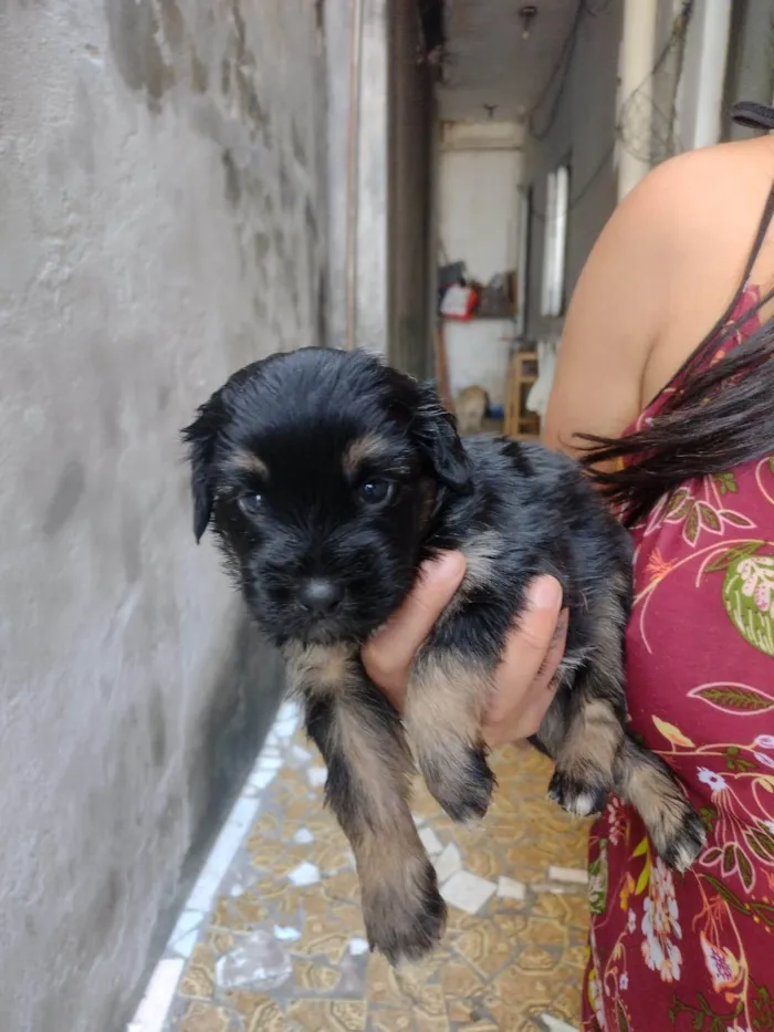 Cachorro ra a SRD-ViraLata idade Abaixo de 2 meses nome Não tem