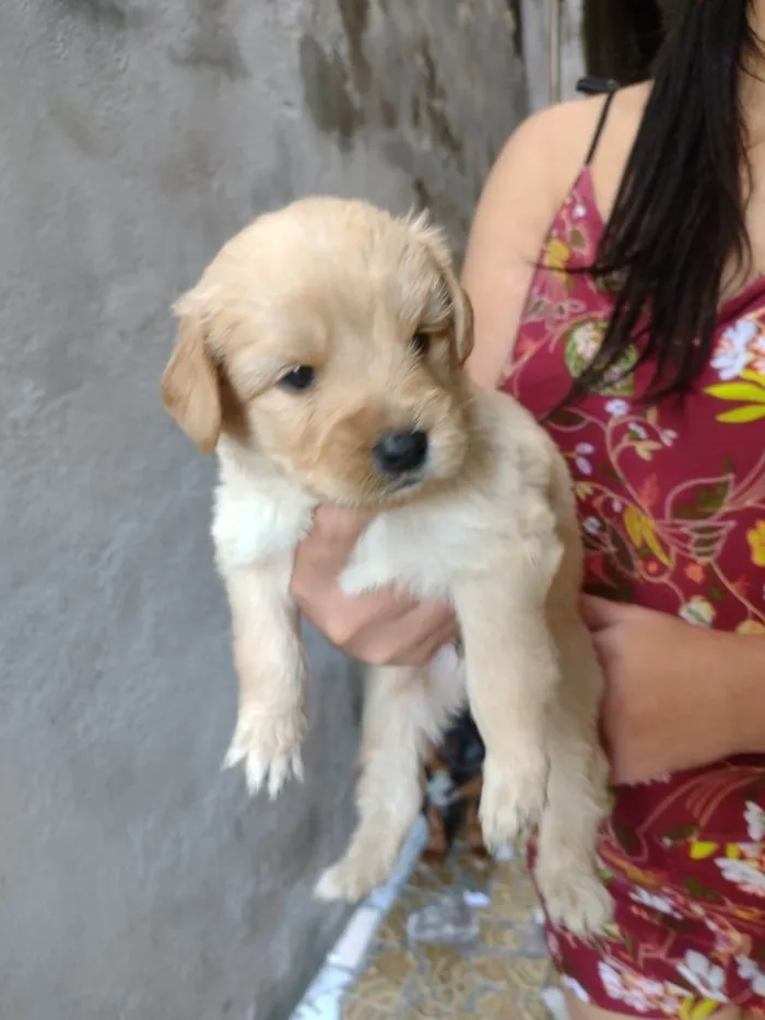 Cachorro ra a SRD-ViraLata idade Abaixo de 2 meses nome Não tem 