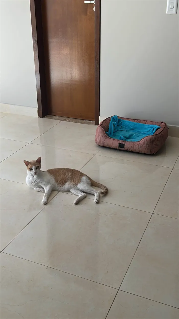 Gato ra a SRD-ViraLata idade 6 ou mais anos nome Wookie