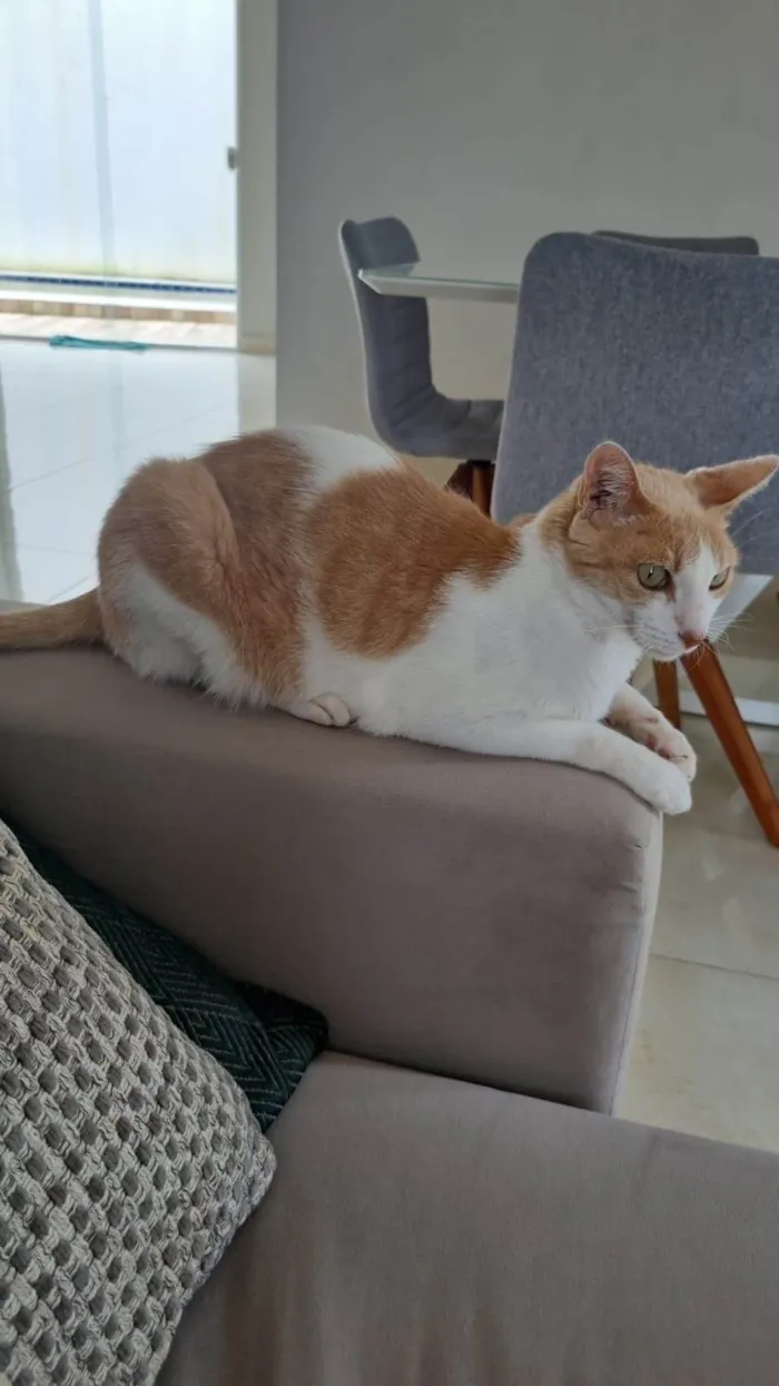 Gato ra a SRD-ViraLata idade 6 ou mais anos nome Wookie