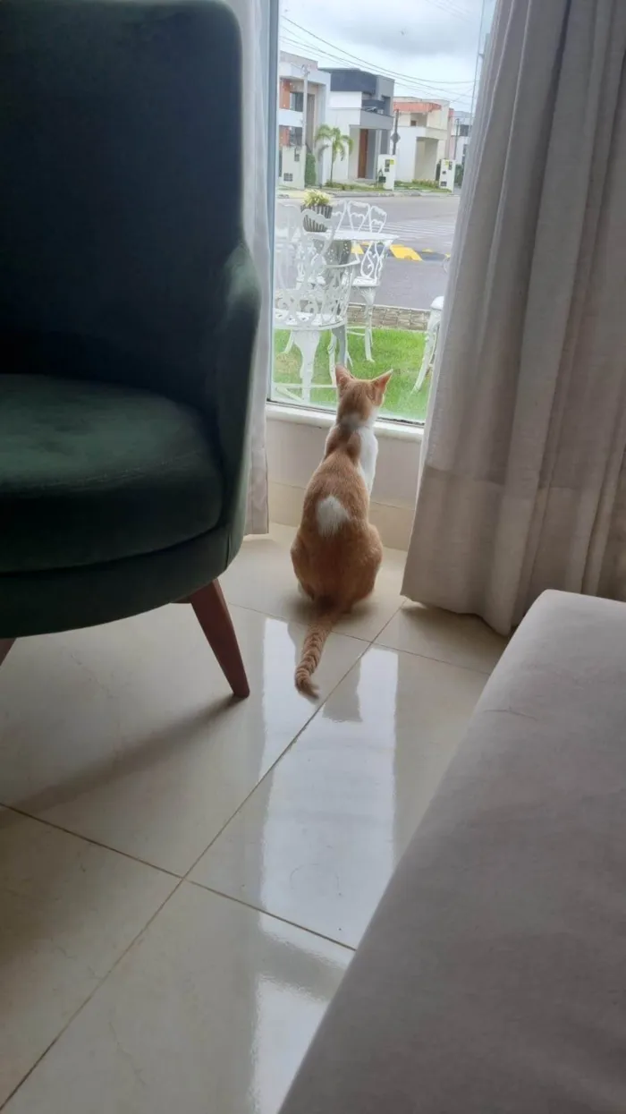 Gato ra a SRD-ViraLata idade 6 ou mais anos nome Wookie