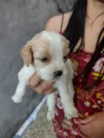 Não tem