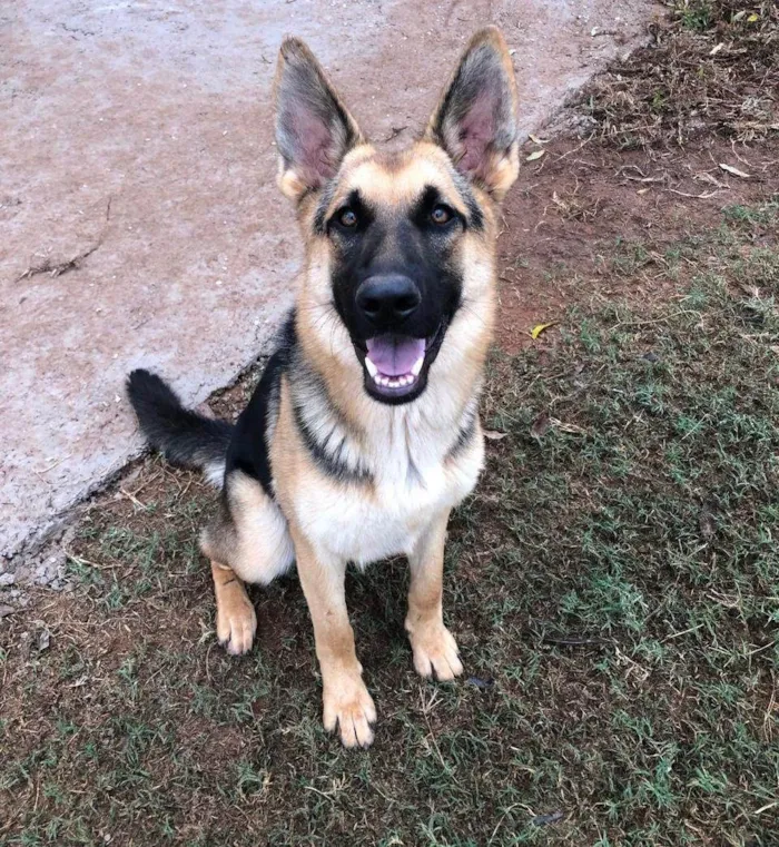 Cachorro ra a Pastor Alemão idade 7 a 11 meses nome Jaya
