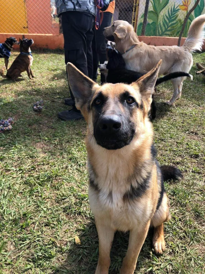 Cachorro ra a Pastor Alemão idade 7 a 11 meses nome Jaya