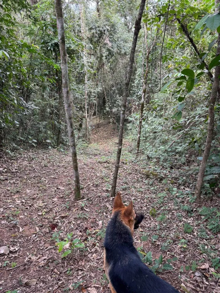 Cachorro ra a Pastor Alemão idade 7 a 11 meses nome Jaya