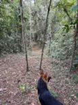 Jaya
