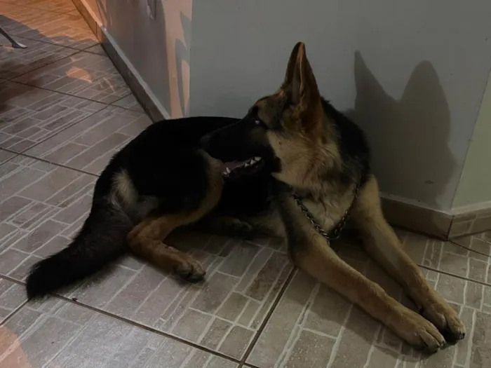 Cachorro ra a Pastor Alemão idade 7 a 11 meses nome Jaya