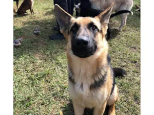 Cachorro raça Pastor Alemão idade 7 a 11 meses nome Jaya