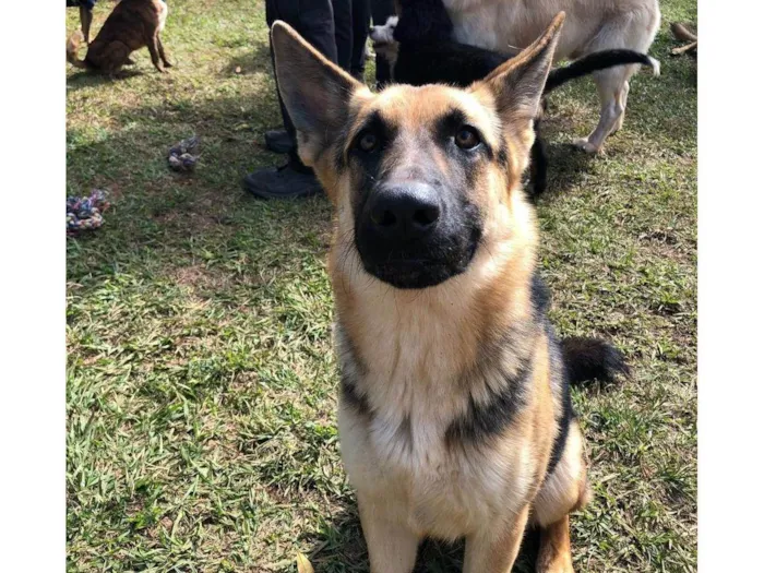 Cachorro ra a Pastor Alemão idade 7 a 11 meses nome Jaya