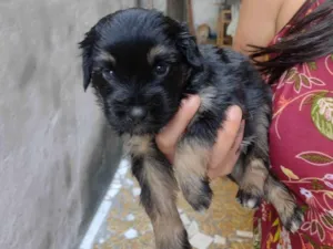 Cachorro raça SRD-ViraLata idade Abaixo de 2 meses nome Não tem