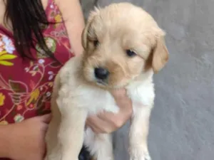 Cachorro raça SRD-ViraLata idade Abaixo de 2 meses nome Não tem 