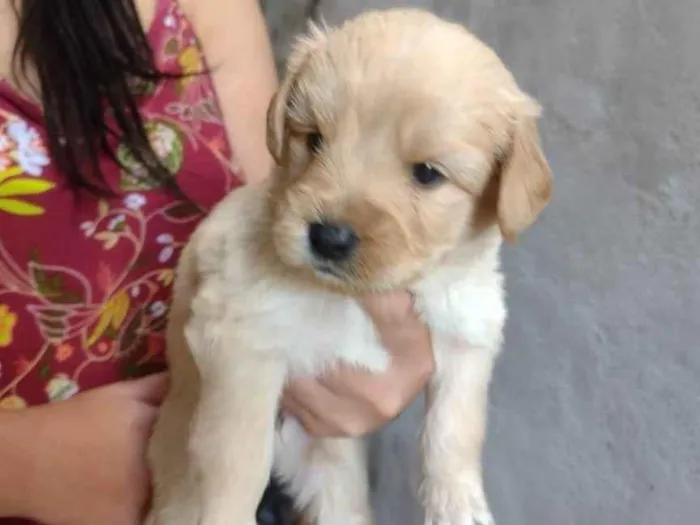 Cachorro ra a SRD-ViraLata idade Abaixo de 2 meses nome Não tem 