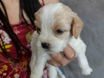 Cachorro raça SRD-ViraLata idade Abaixo de 2 meses nome Não tem 