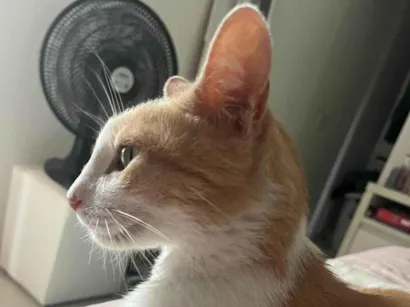 Gato raça SRD-ViraLata idade 6 ou mais anos nome Wookie