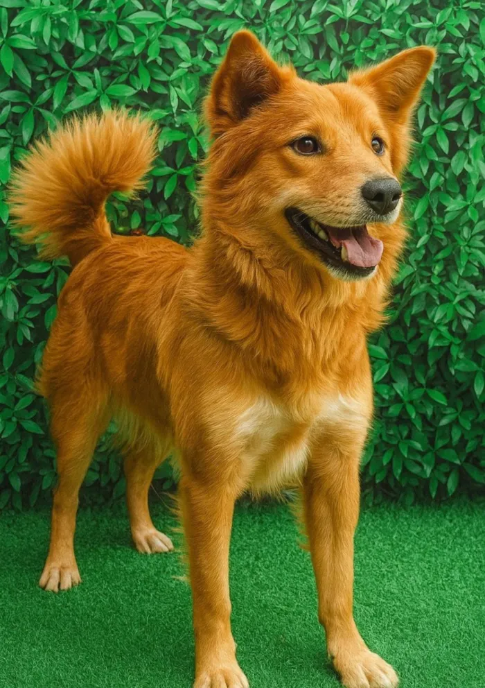 Cachorro ra a SRD-ViraLata idade 2 anos nome Lessie
