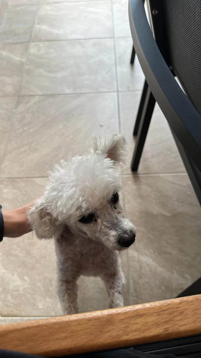 Cachorro ra a Poodle idade 6 ou mais anos nome Nick