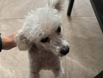 Cachorro raça Poodle idade 6 ou mais anos nome Nick