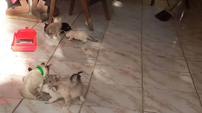 Gato ra a Siamês idade Abaixo de 2 meses nome Sem nomes 