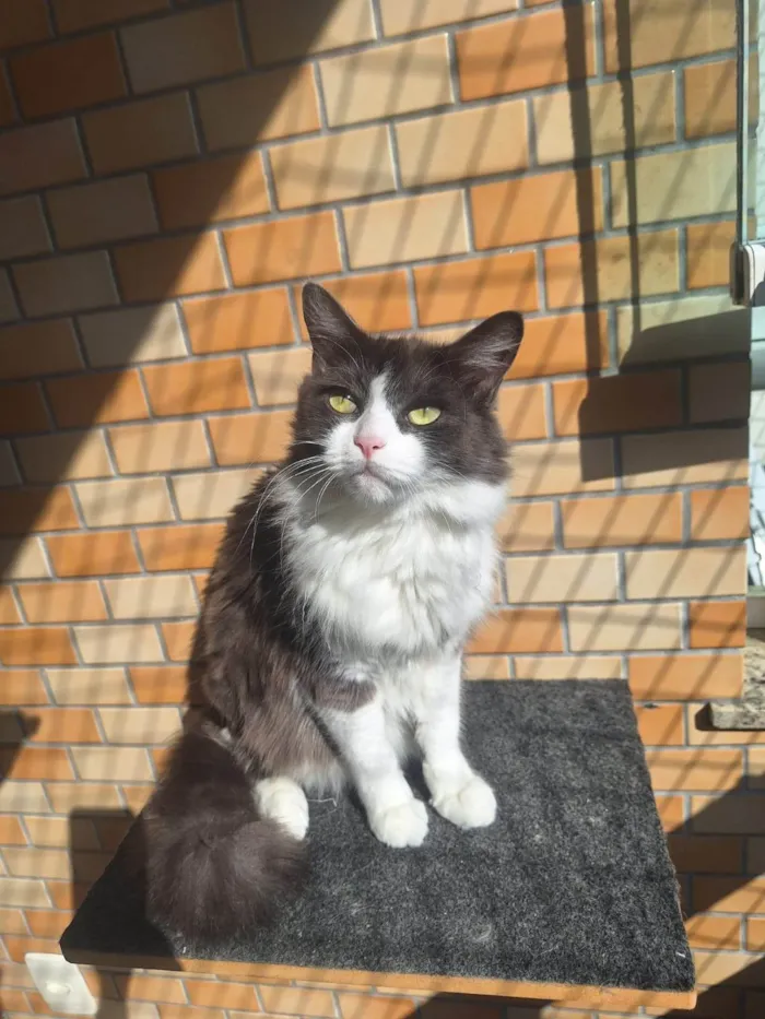 Gato ra a Angorá idade 6 ou mais anos nome MENINÃO