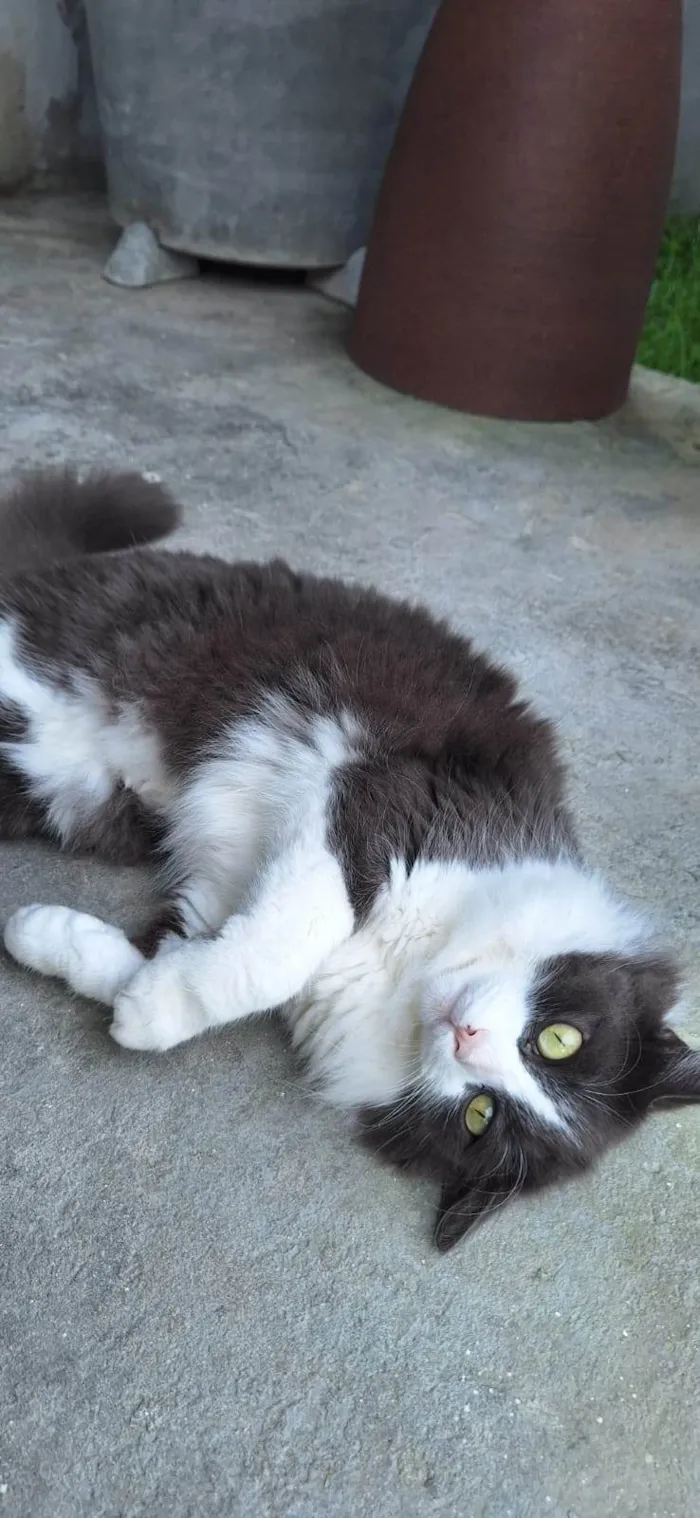 Gato ra a Angorá idade 6 ou mais anos nome MENINÃO