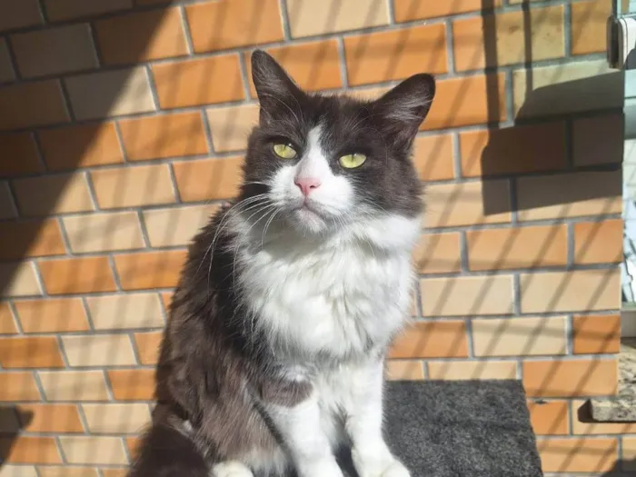 Gato ra a Angorá idade 6 ou mais anos nome MENINÃO