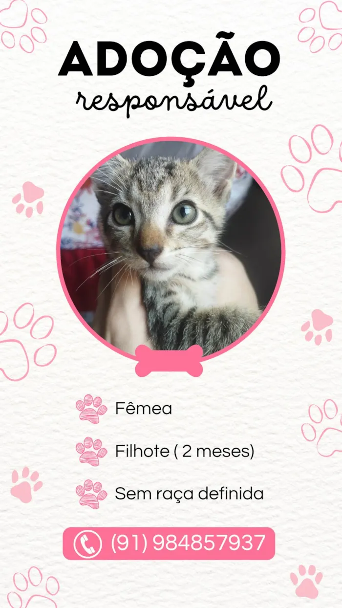 Gato ra a SRD-ViraLata idade Abaixo de 2 meses nome Não possui nome 