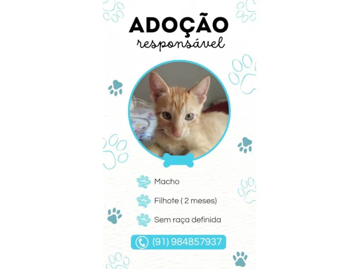 Gato ra a SRD-ViraLata idade Abaixo de 2 meses nome Não possui nome 
