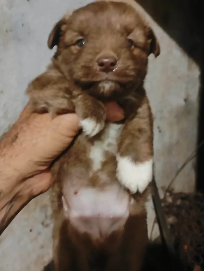 Cachorro ra a SRD-ViraLata idade 2 a 6 meses nome Eles ainda não tem nome