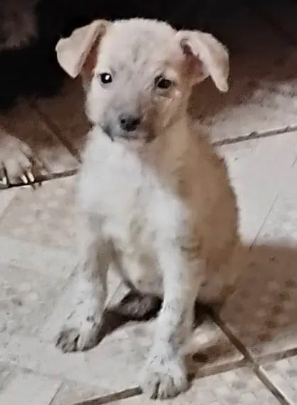 Cachorro ra a SRD-ViraLata idade 2 a 6 meses nome Eles ainda não tem nome