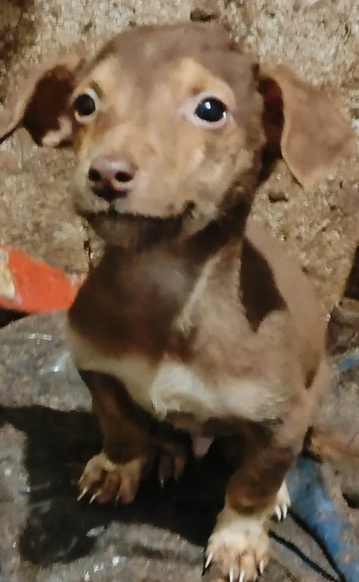 Cachorro ra a SRD-ViraLata idade 2 a 6 meses nome Eles ainda não tem nome
