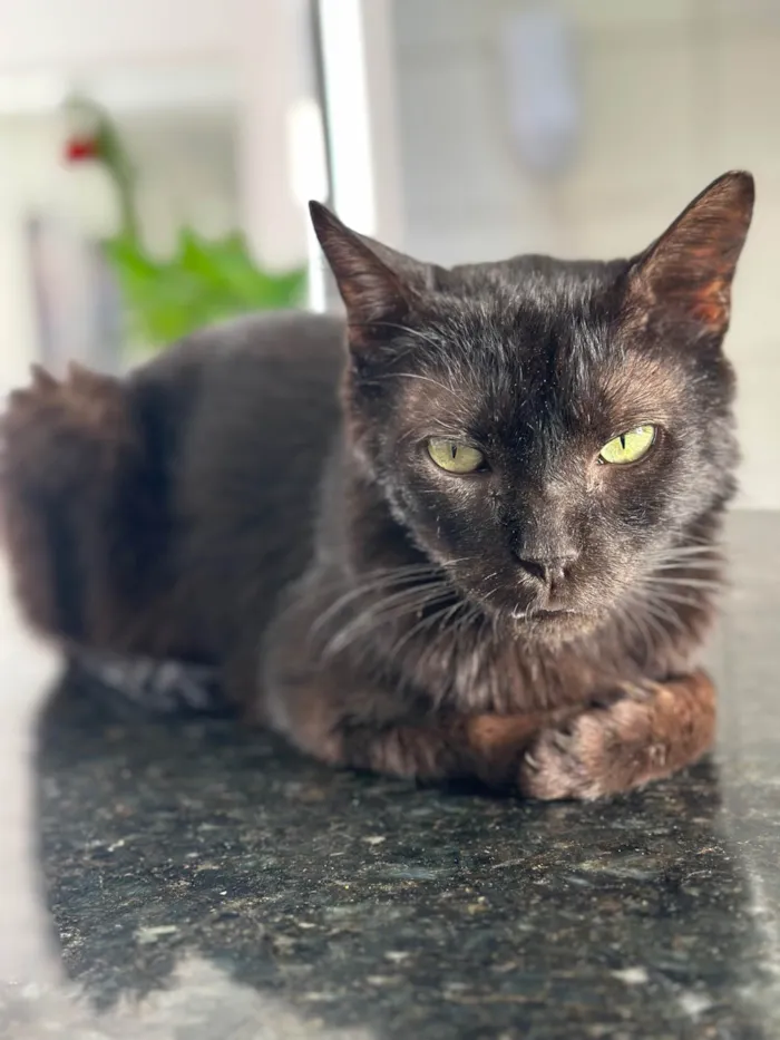 Gato ra a SRD-ViraLata idade 4 anos nome Juninho