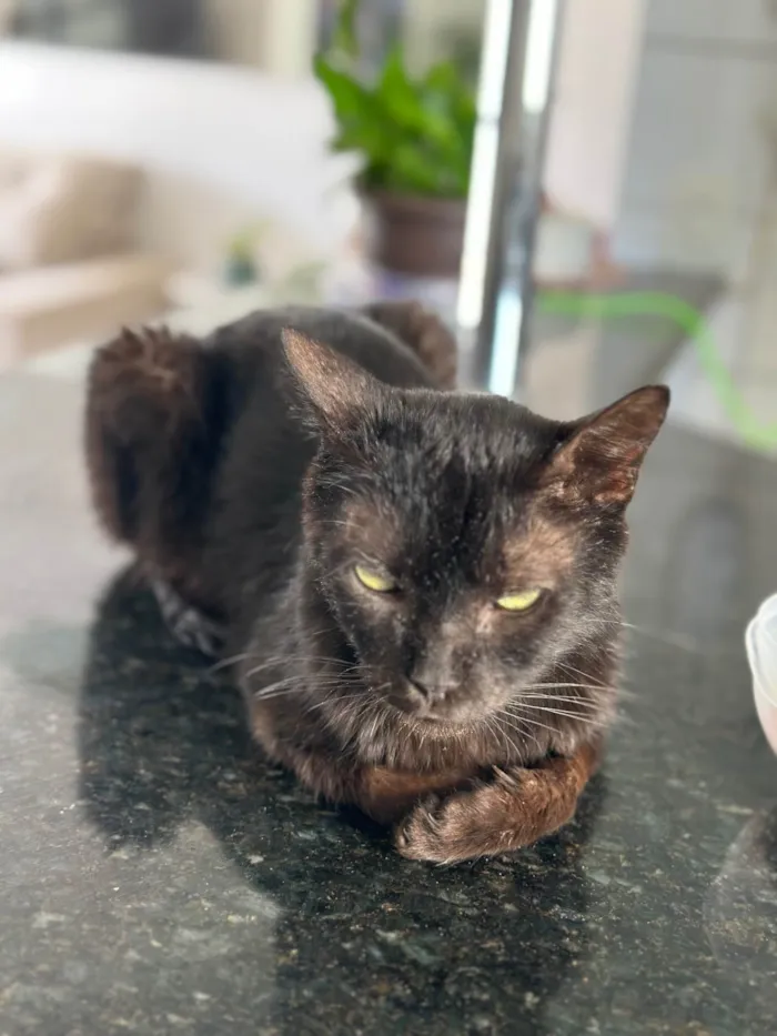 Gato ra a SRD-ViraLata idade 4 anos nome Juninho