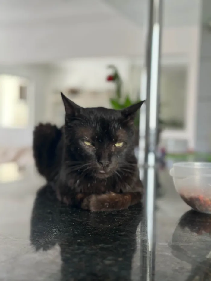 Gato ra a SRD-ViraLata idade 4 anos nome Juninho