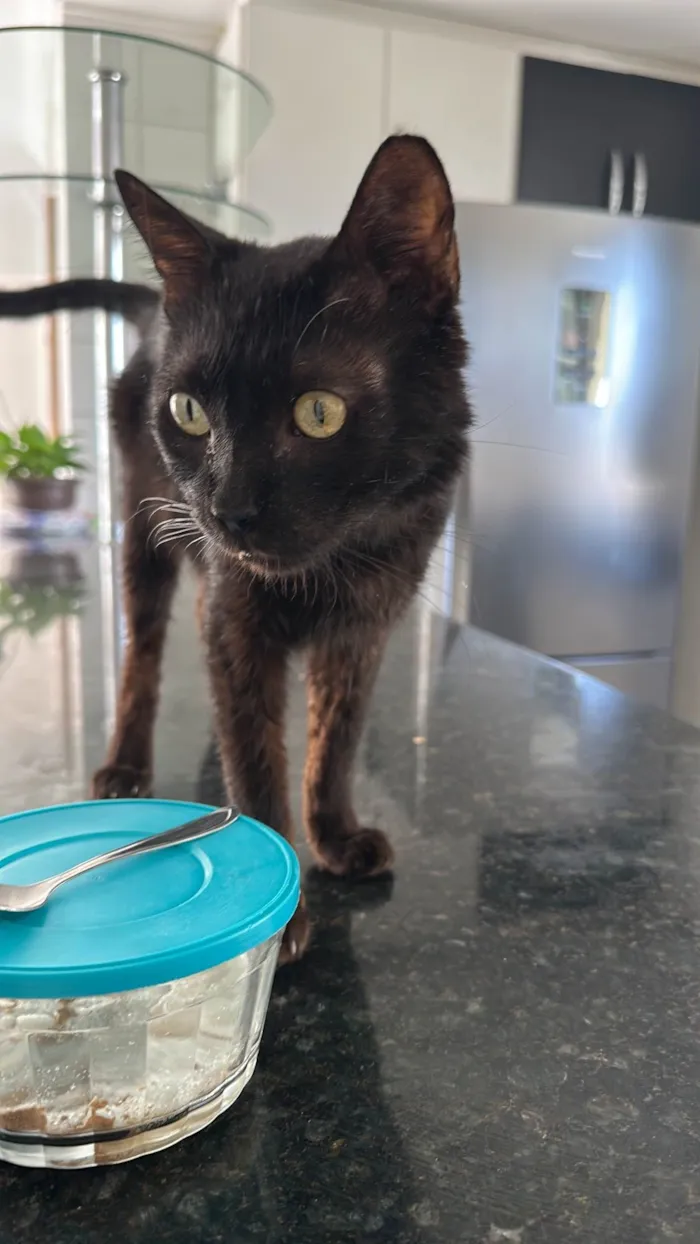 Gato ra a SRD-ViraLata idade 4 anos nome Juninho